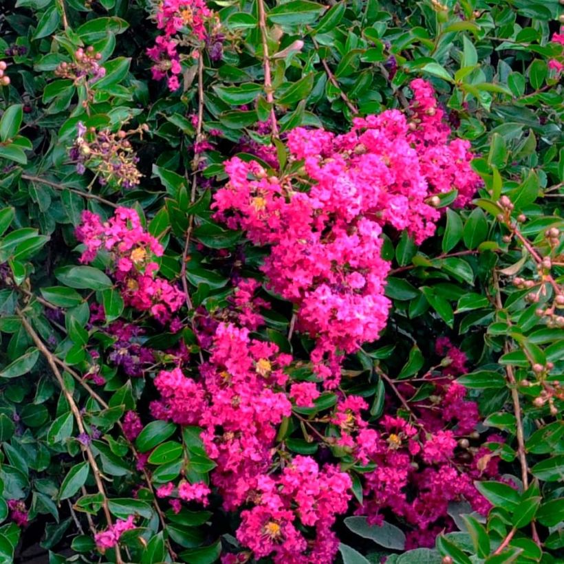 Lagerstroemia indica Mimie Fuchsia - Crape Myrtle (Flowering)