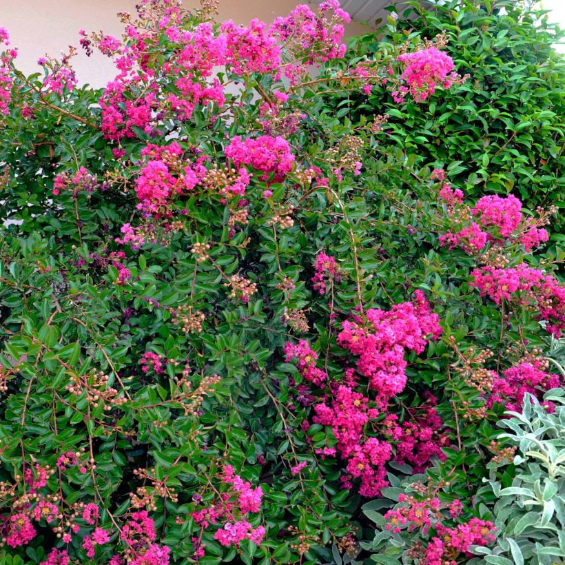 Lagerstroemia indica Mimie Fuchsia - Crape Myrtle (Plant habit)