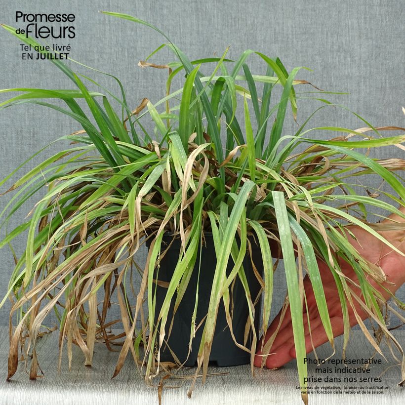 Carex laxiculmis Bunny Blue 2L/3L pot sample as delivered in summer