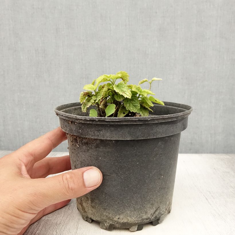 Lamium galeobdolon Florentinum - Yellow Deadnettle 2L/3L pot sample as delivered in summer