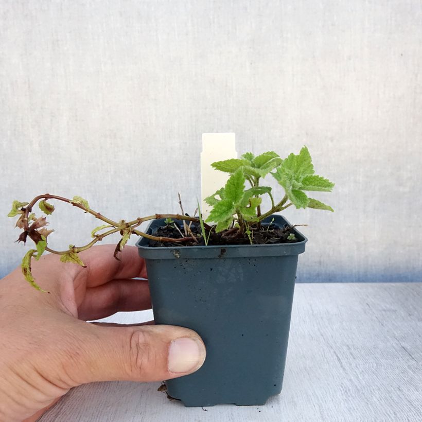 Lamium galeobdolon Kirkcudbright Dwarf - Yellow Deadnettle 8/9 cm pot sample as delivered in summer