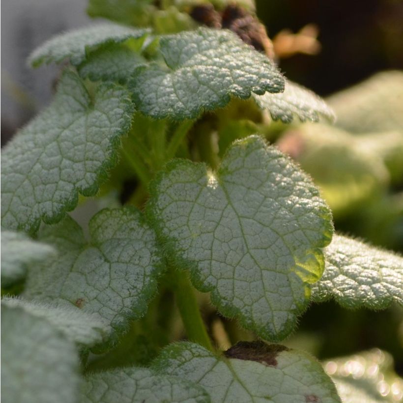 Lamium maculatum White Nancy - Spotted Deadnettle (Foliage)