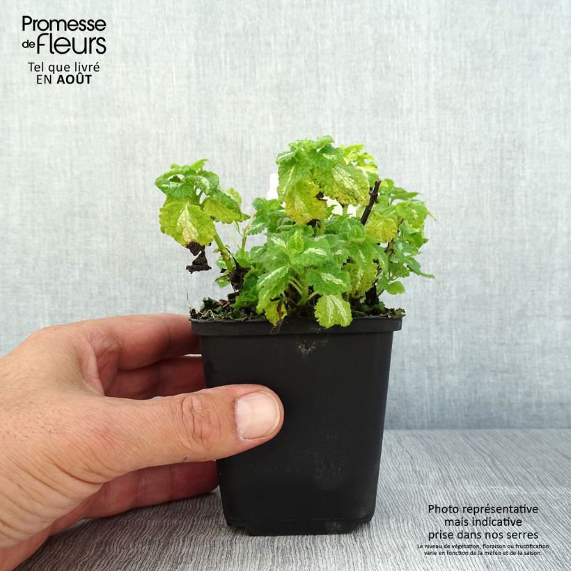 Lamium maculatum Album - Spotted Deadnettle 8/9 cm pot sample as delivered in summer
