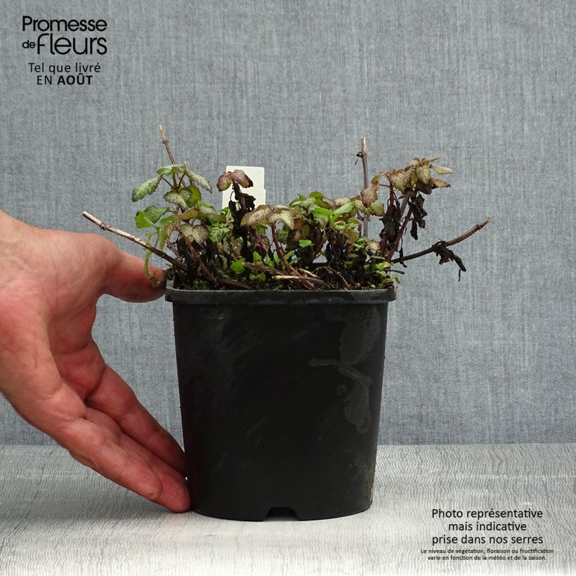 Lamium maculatum Purple Dragon - Spotted Deadnettle 1.5L/2L pot sample as delivered in summer