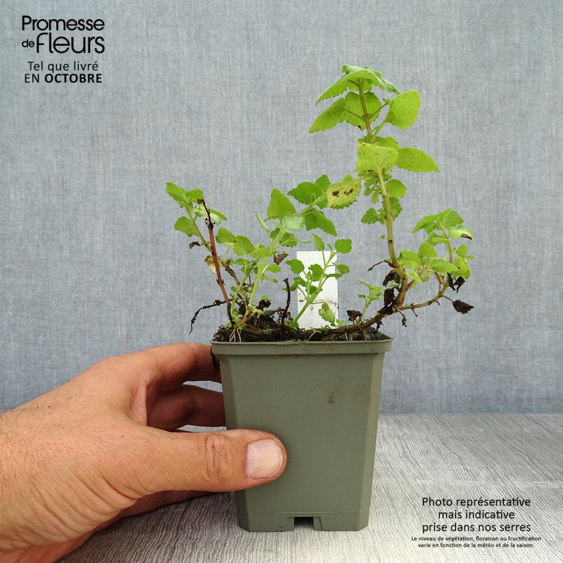 Lamium maculatum Red Nancy - Spotted Deadnettle 8/9 cm pot sample as delivered in autumn