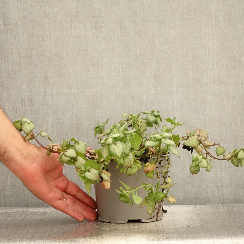 Lamium maculatum Red Nancy - Spotted Deadnettle 2L/3L pot sample as delivered in summer