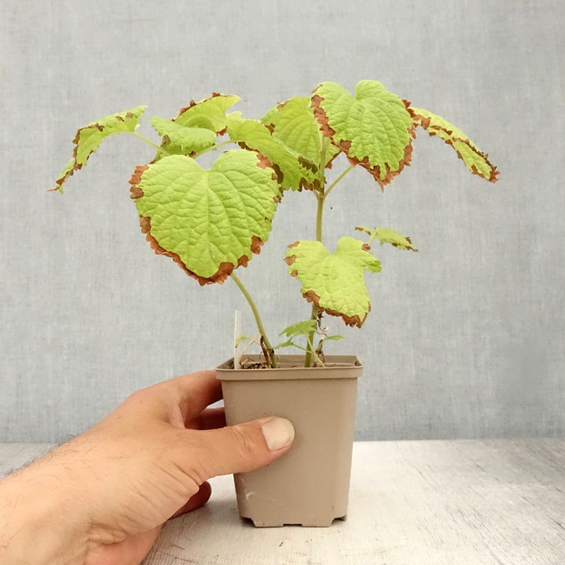 Lamium orvala Album 8/9 cm pot sample as delivered in summer