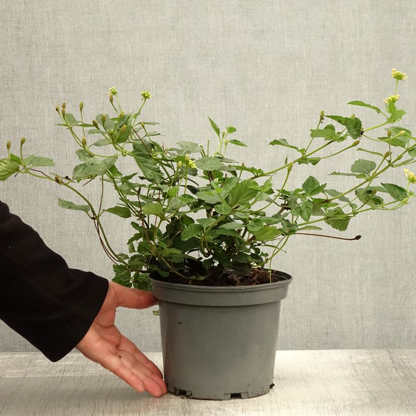 Lantana camara Chapel Sunny Side Up 2L/3L pot sample as delivered in autumn