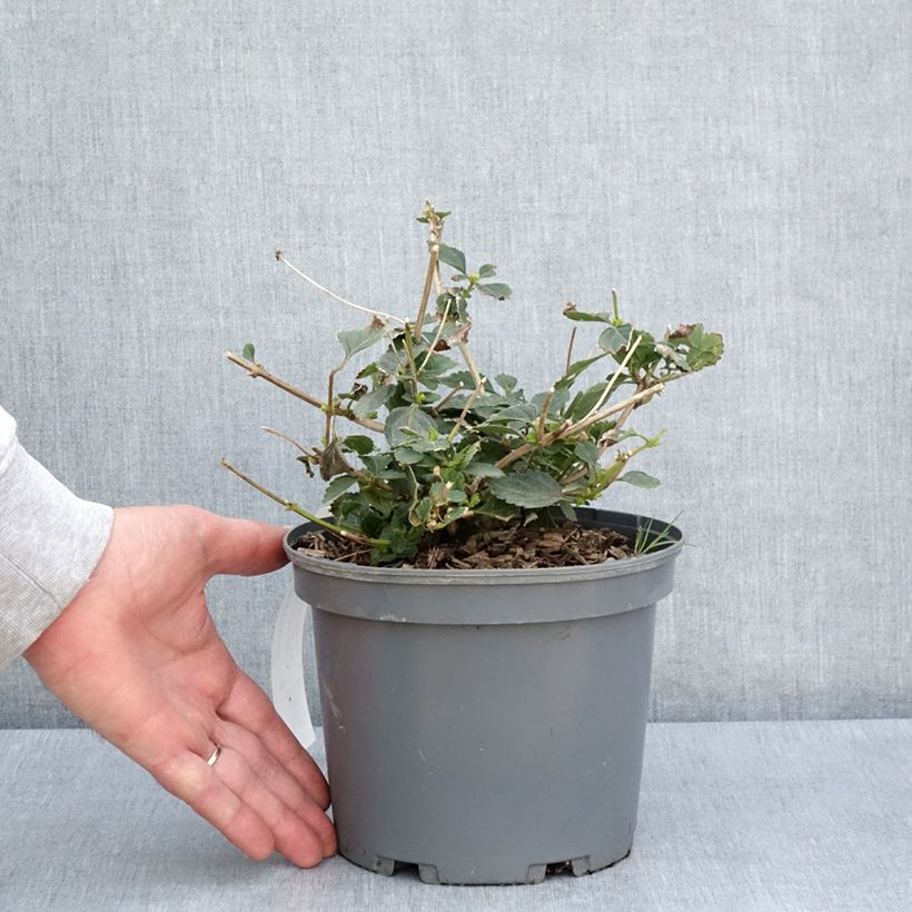 Lantana camara Chapel Sunny Side Up 2L/3L potShipped height around 20cm sample as delivered in spring
