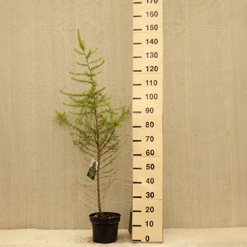 Larix decidua - Larch 4L/5L pot sample as delivered in summer