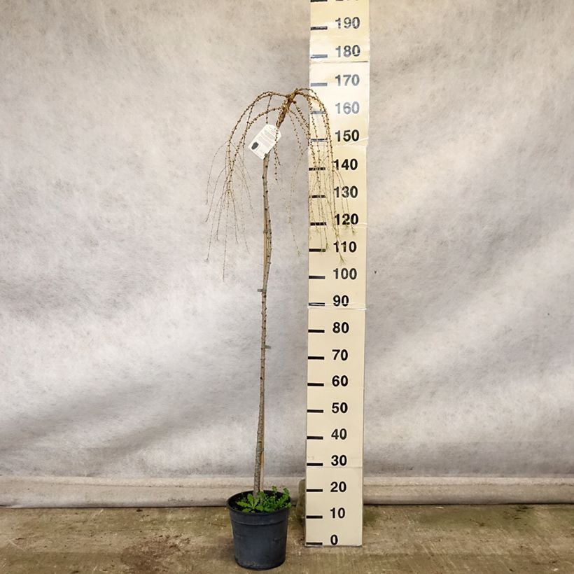Larix decidua Pendula 7.5L/10L pot sample as delivered in autumn