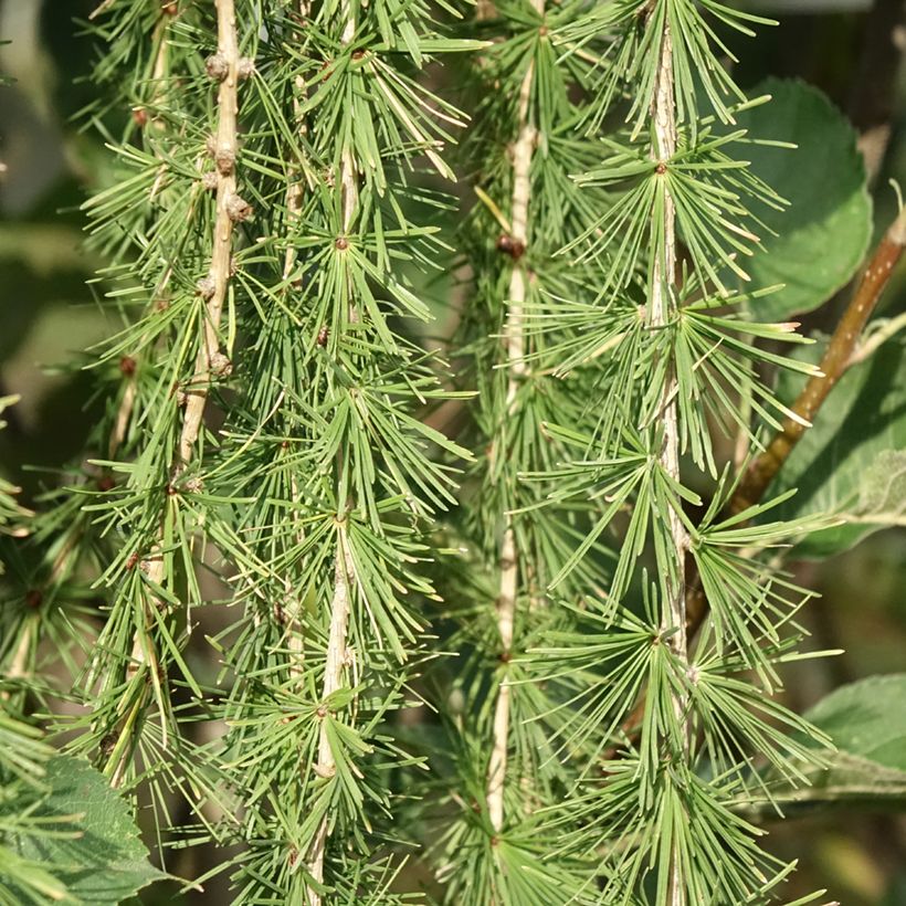 Larix decidua Puli - European Larch (Foliage)