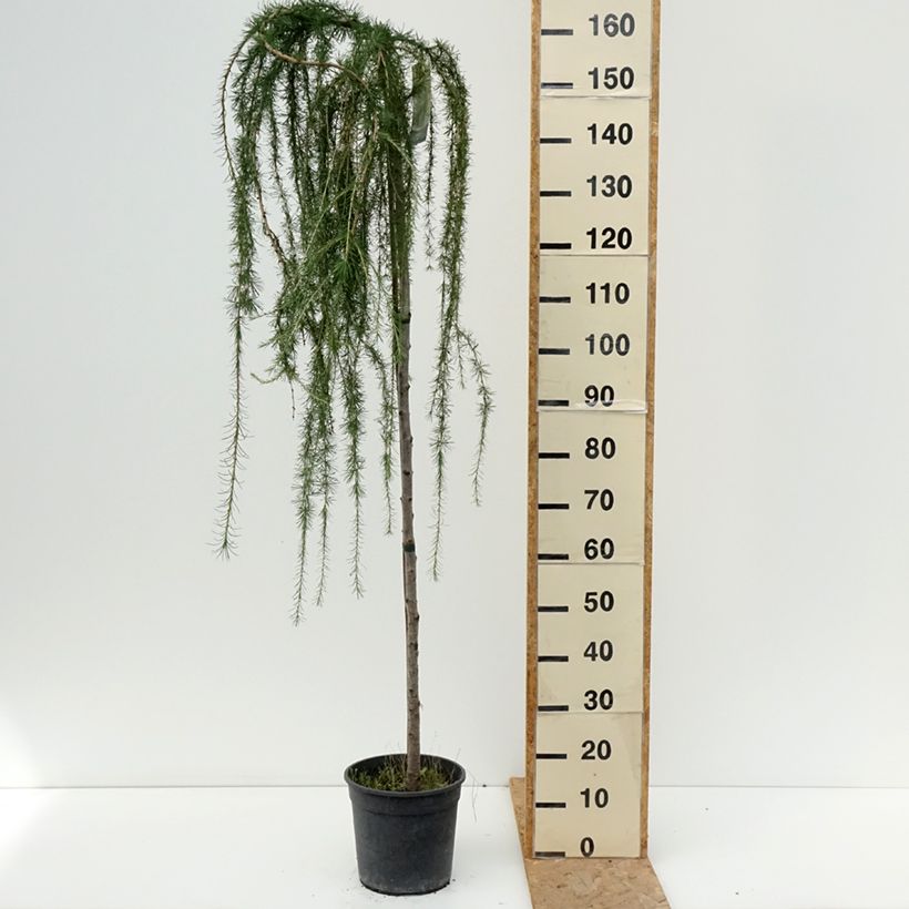 Larix decidua Puli - European Larch 4L/5L pot sample as delivered in summer