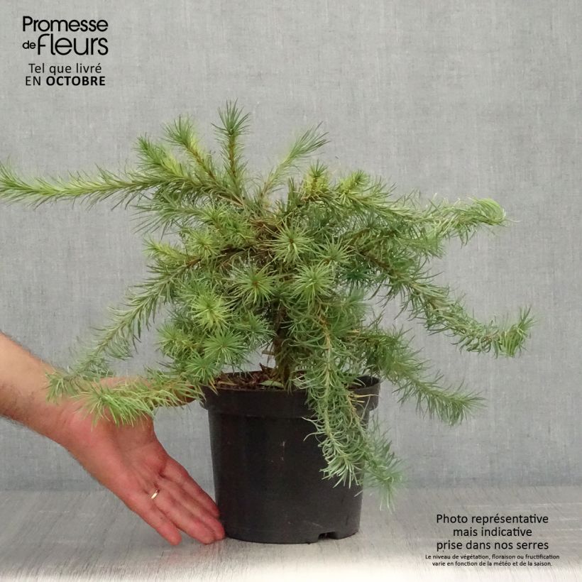 Larix kaempferi Blue Dwarf - Larch 2L/3L pot sample as delivered in autumn
