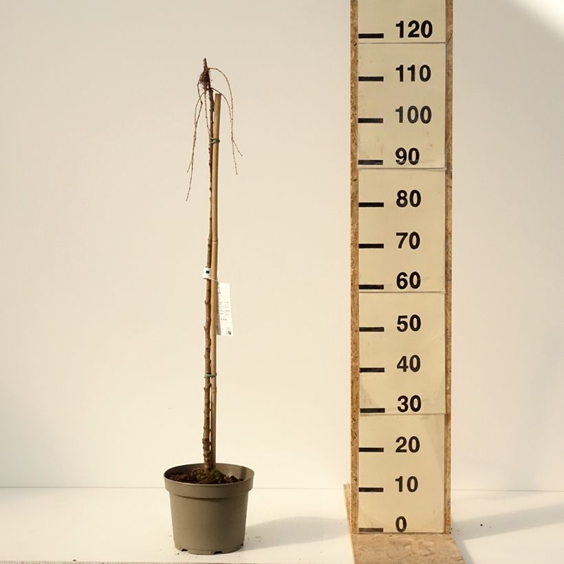 Larix kaempferi Boring Weeper 4L/5L pot sample as delivered in winter