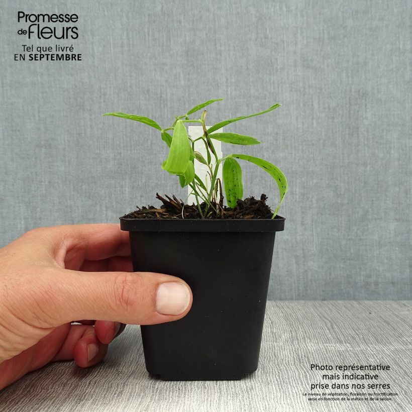 Lathyrus latifolius Red Pearl - Broadleaf Sweetpea 8/9 cm pot sample as delivered in summer