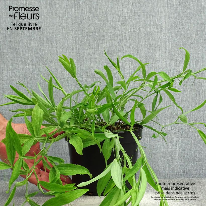 Lathyrus latifolius White Pearl - Broadleaf Sweetpea 2L/3L pot sample as delivered in summer