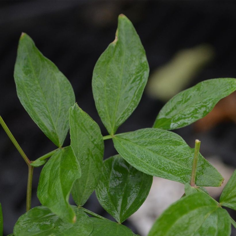 Lathyrus vernus (Foliage)