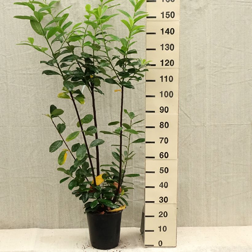 Prunus laurocerasus Caucasica - Caucasian Laurel 7.5L/10L pot sample as delivered in summer