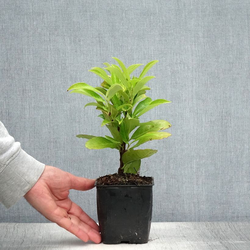 Prunus laurocerasus Fontanettes - Cherry Laurel 8/9 cm pot sample as delivered in summer