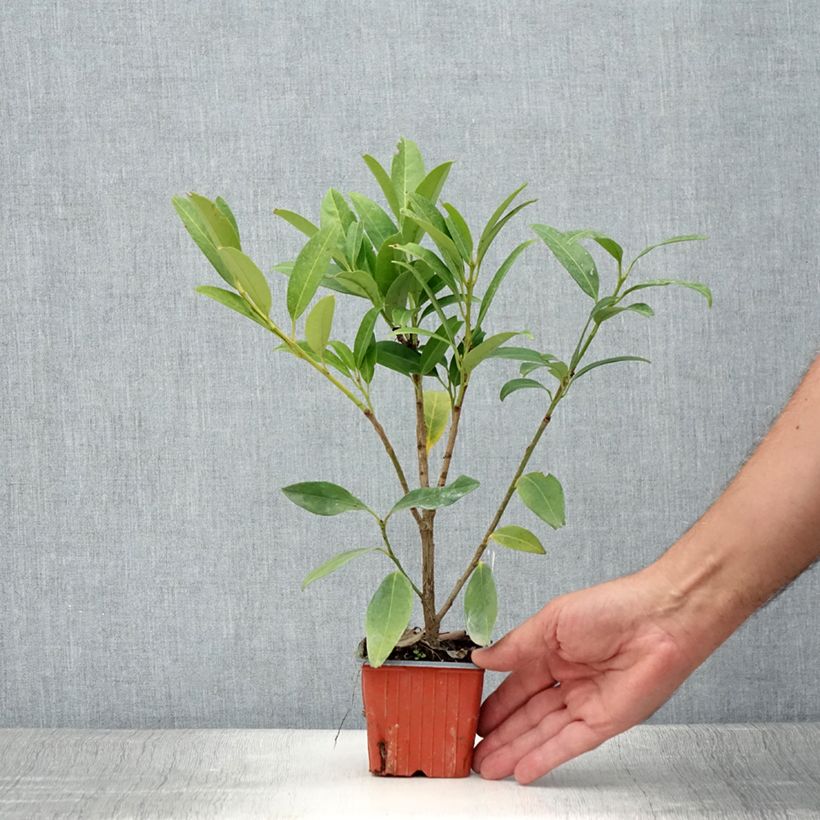 Prunus laurocerasus Herbergii- Cherry Laurel 8/9 cm pot sample as delivered in summer