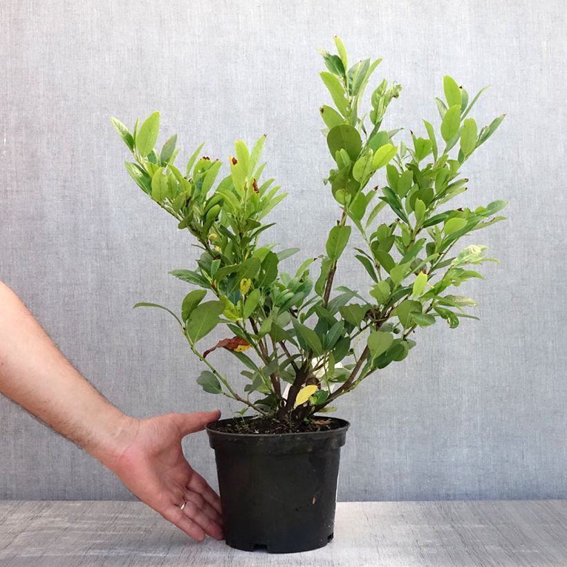 Prunus laurocerasus Mano - Cherry Laurel 2L/3L pot sample as delivered in summer