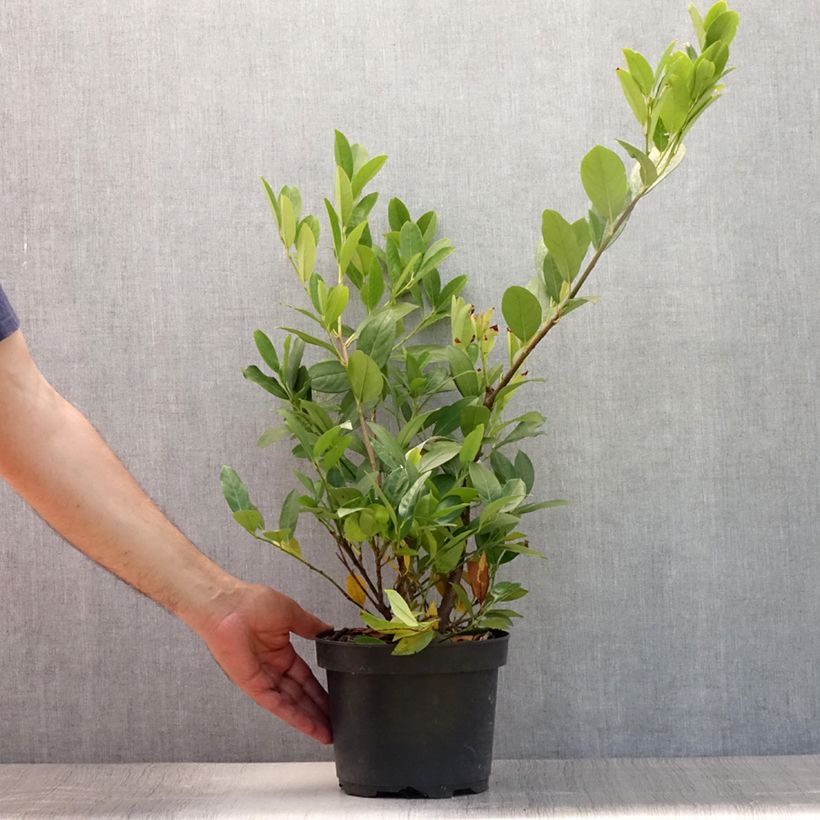 Prunus laurocerasus Mano - Cherry Laurel 3L/4L pot sample as delivered in summer