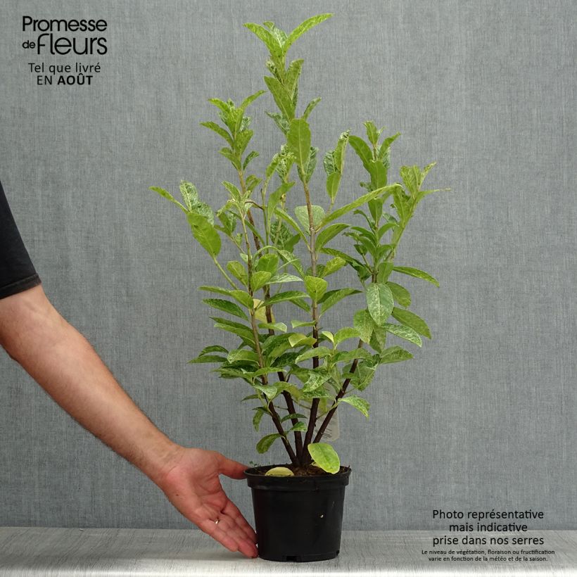 Prunus laurocerasus Marbled White - Cherry Laurel 2L/3L pot sample as delivered in summer
