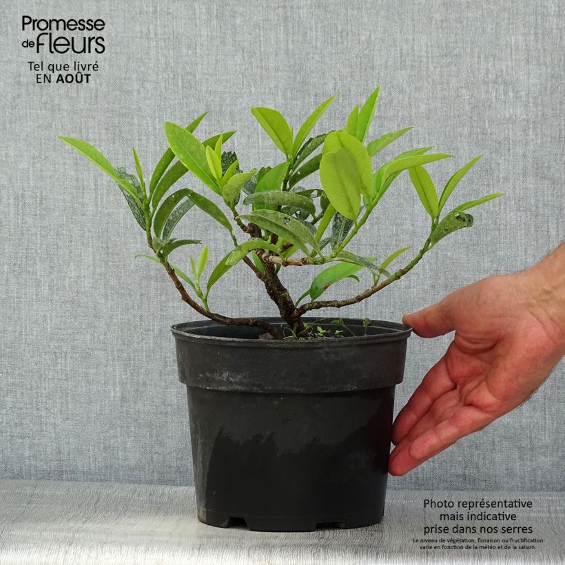 Prunus laurocerasus Mount Vernon - Cherry Laurel 2L/3L pot sample as delivered in summer