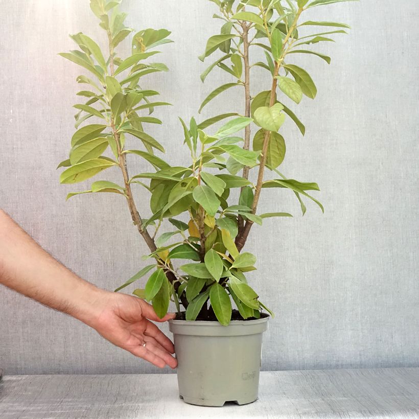 Prunus laurocerasus Novita- Cherry Laurel 2L/3L pot sample as delivered in summer