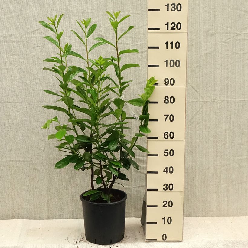 Prunus laurocerasus Novita- Cherry Laurel 7.5L/10L pot sample as delivered in summer