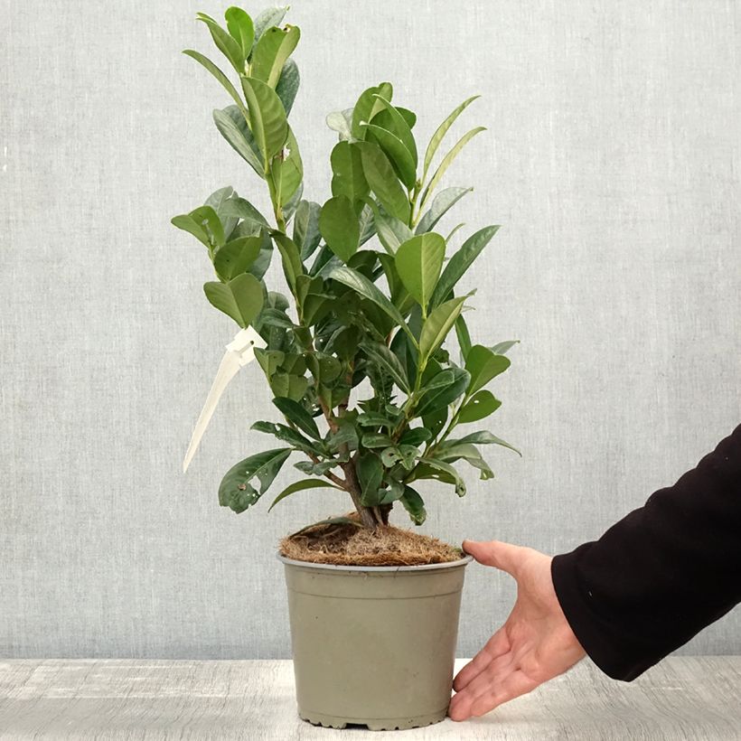 Prunus laurocerasus Obelisk - Cherry Laurel 2L/3L pot sample as delivered in autumn