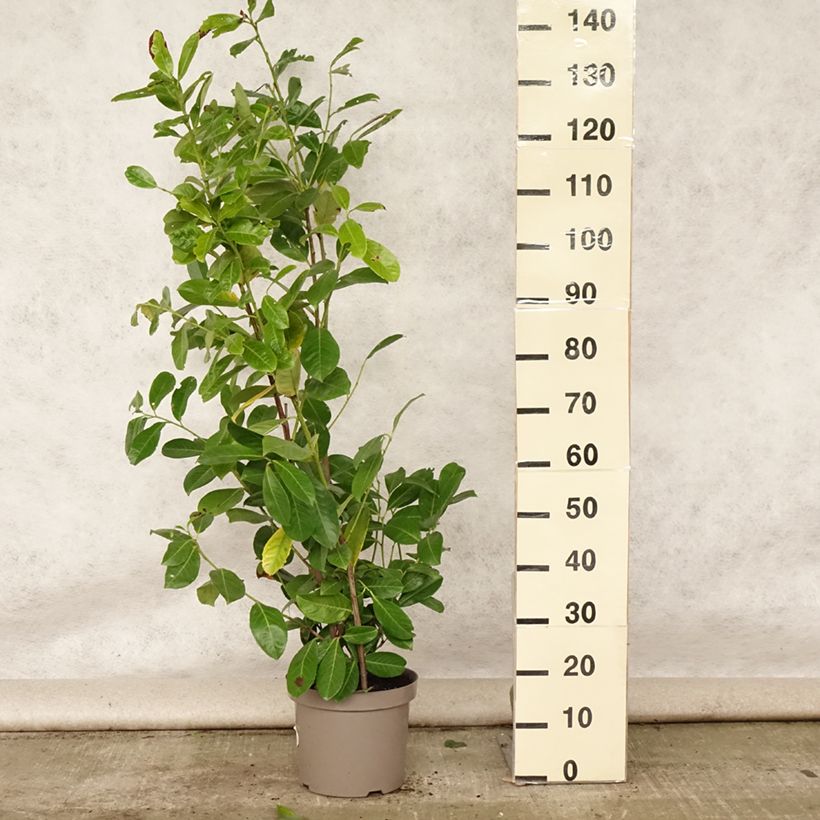 Prunus laurocerasus - Cherry Laurel 7.5L/10L pot sample as delivered in summer