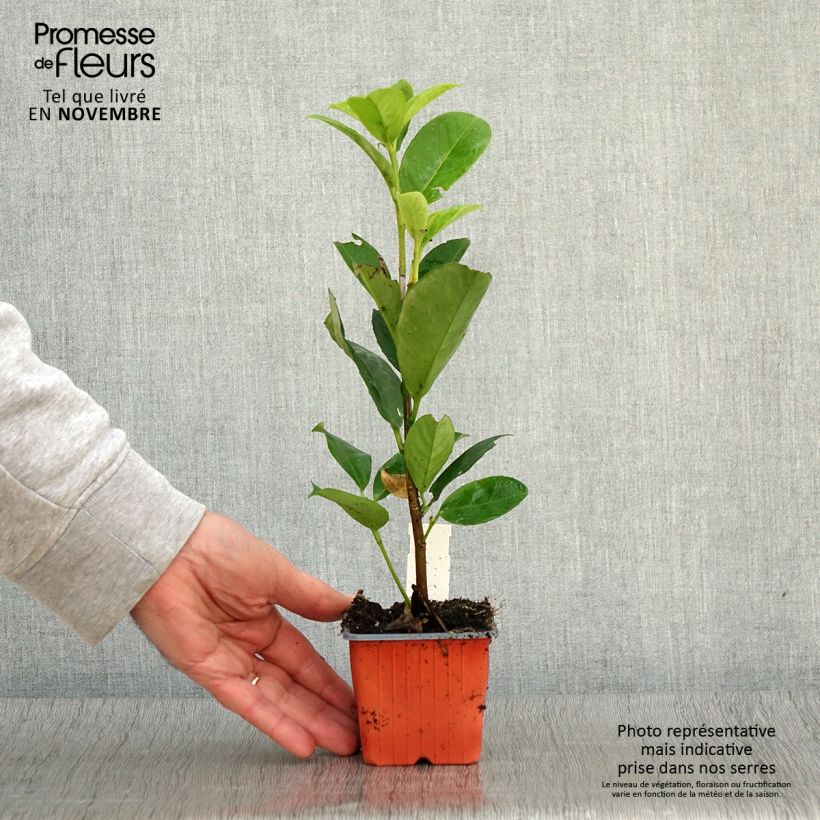 Prunus laurocerasus - Cherry Laurel 8/9 cm pot sample as delivered in autumn