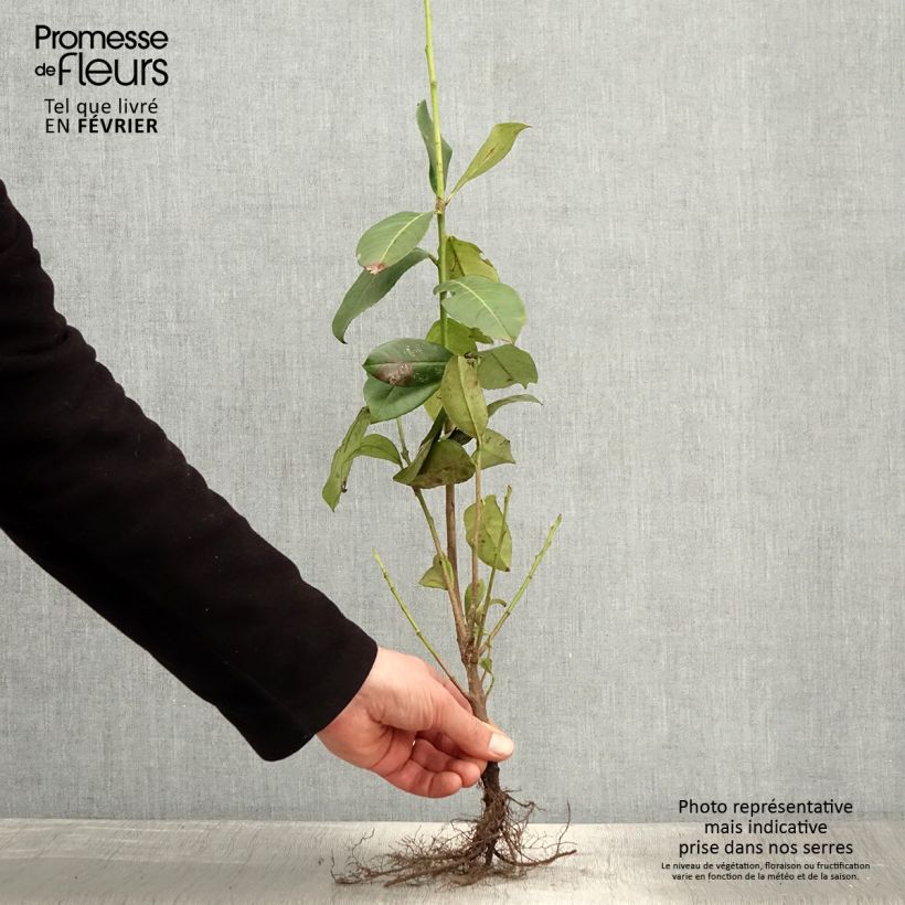 Prunus laurocerasus - Cherry Laurel Bare rootShipped height around 30/50cm sample as delivered in winter