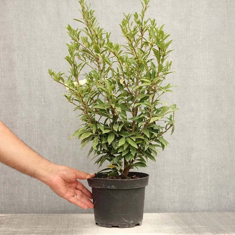 Prunus laurocerasus SOFIA - Cherry Laurel 3L/4L pot sample as delivered in summer