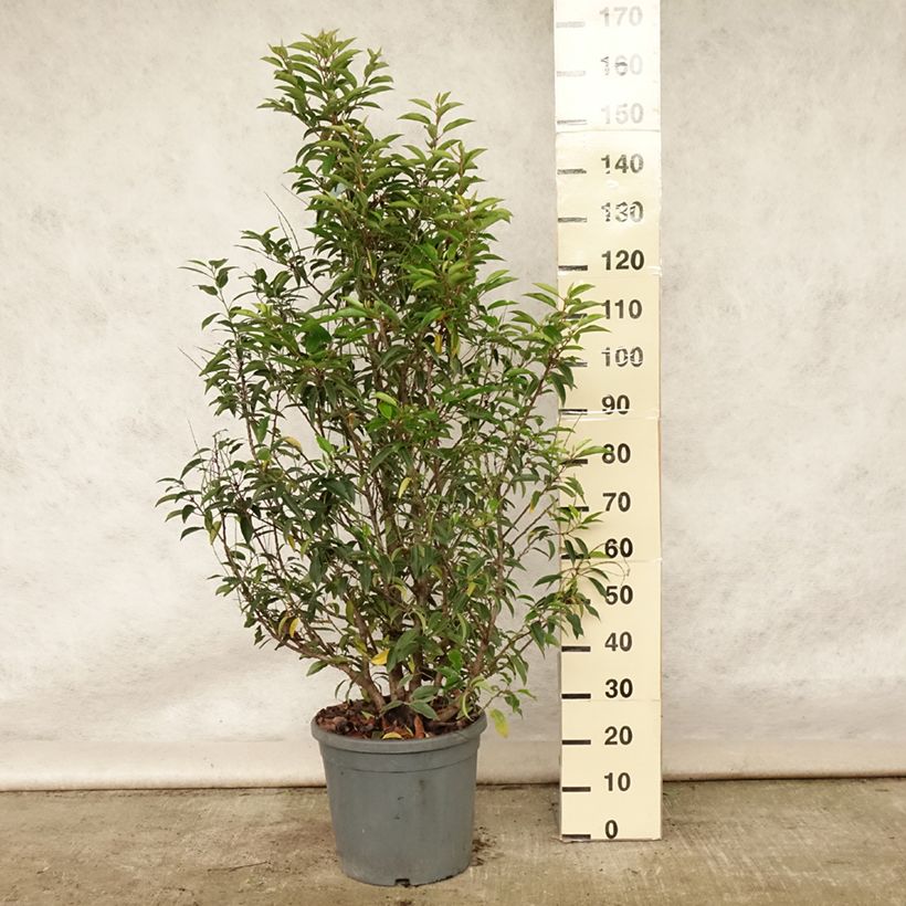 Prunus lusitanica - Portuguese Laurel 7.5L/10L pot sample as delivered in summer