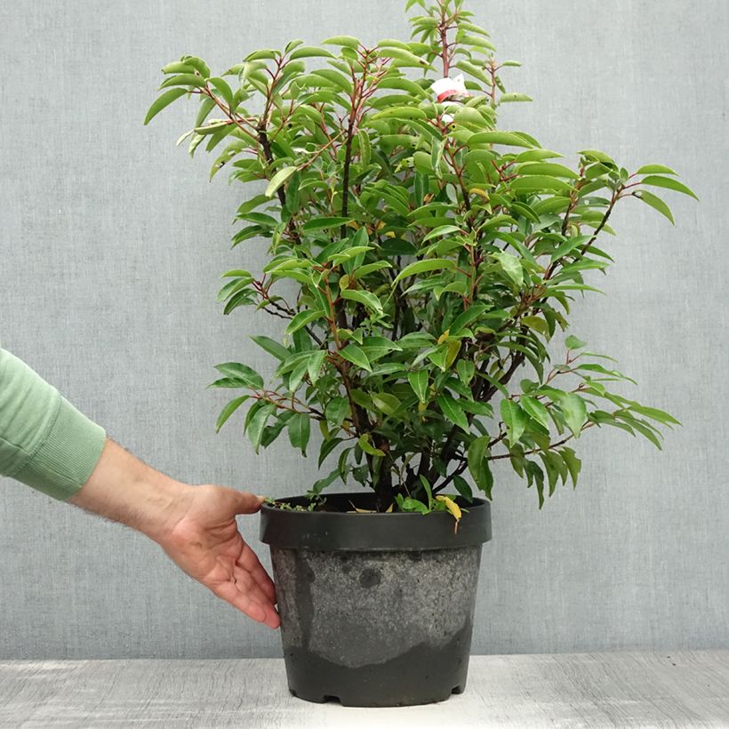 Prunus lusitanica Angustifolia - Portuguese Laurel 7.5L/10L pot sample as delivered in summer