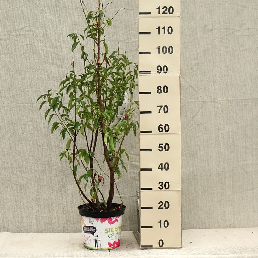 Prunus lusitanica Myrtifolia 6L/7L pot sample as delivered in summer