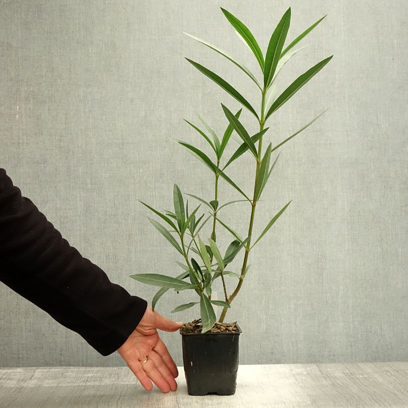 Nerium oleander Commandant Barthélemy - Rose Bay 10cm/11cm pot sample as delivered in autumn