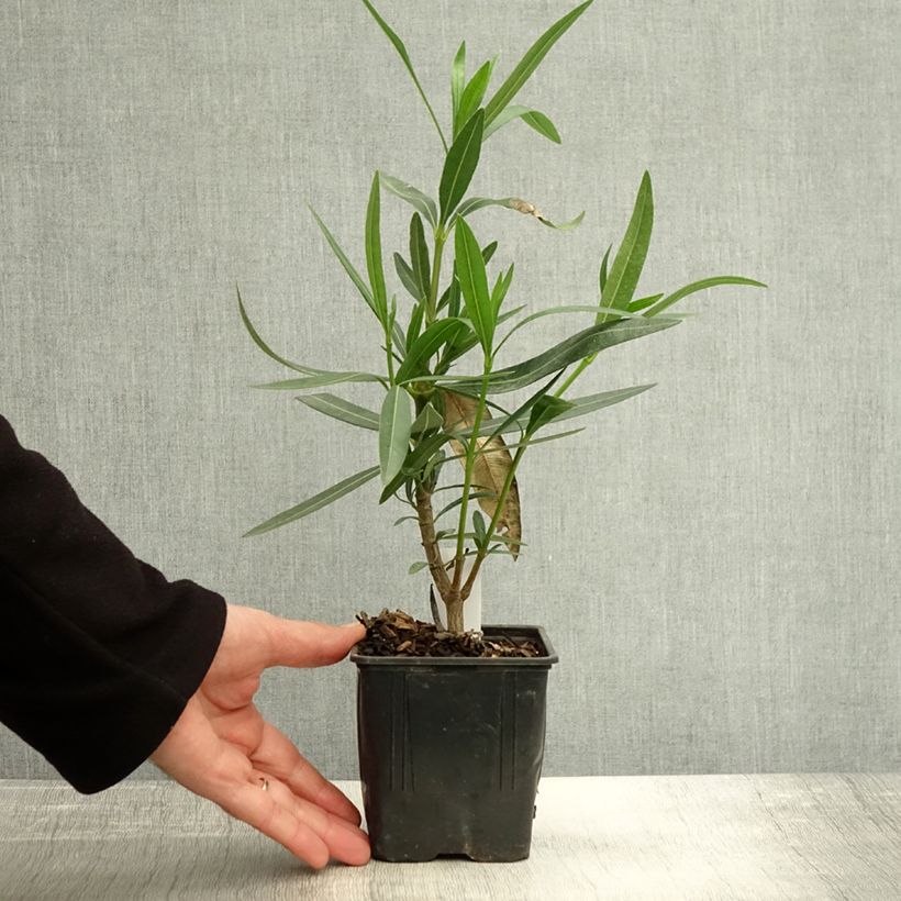 Nerium oleander Docteur Ragioneri 10cm/11cm pot sample as delivered in autumn