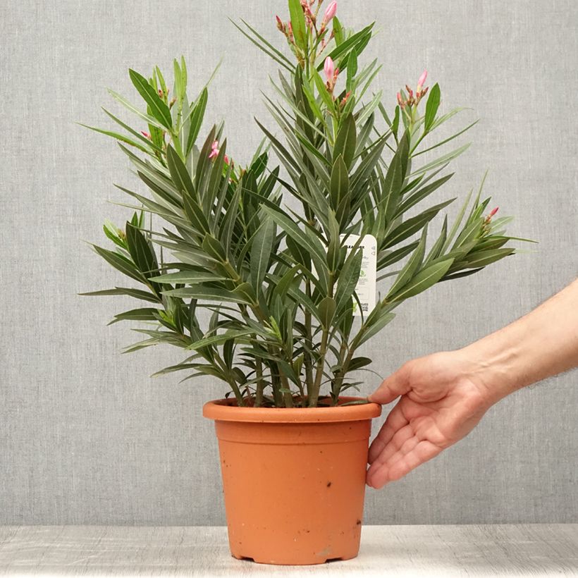 Nerium oleander Emilie 3L/4L pot sample as delivered in summer
