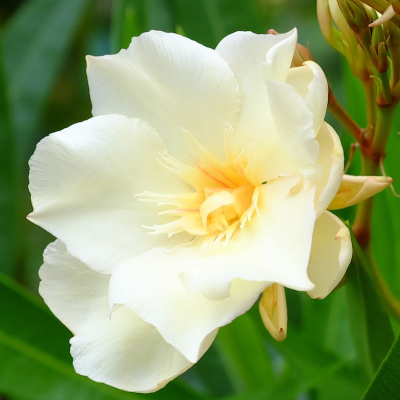 Nerium oleander Luteum Plenum (Flowering)