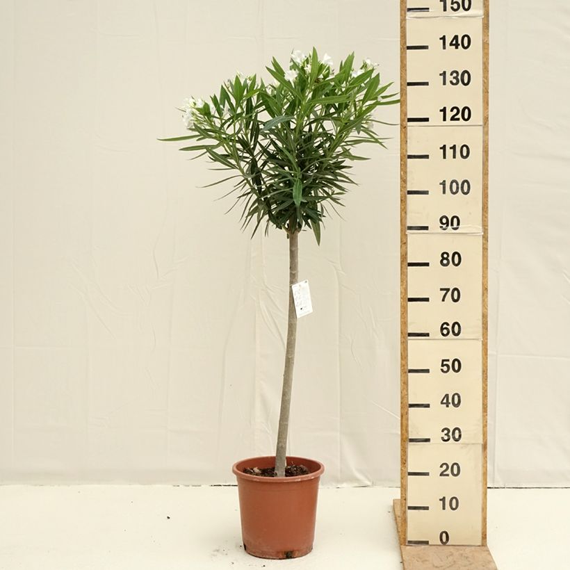 Nerium oleander Blanc 7.5L/10L pot sample as delivered in spring
