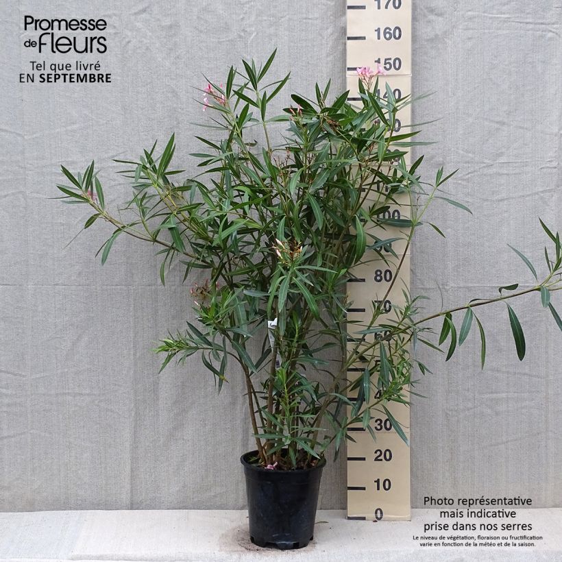 Nerium oleander - Rose Bay 6L/7L pot sample as delivered in autumn
