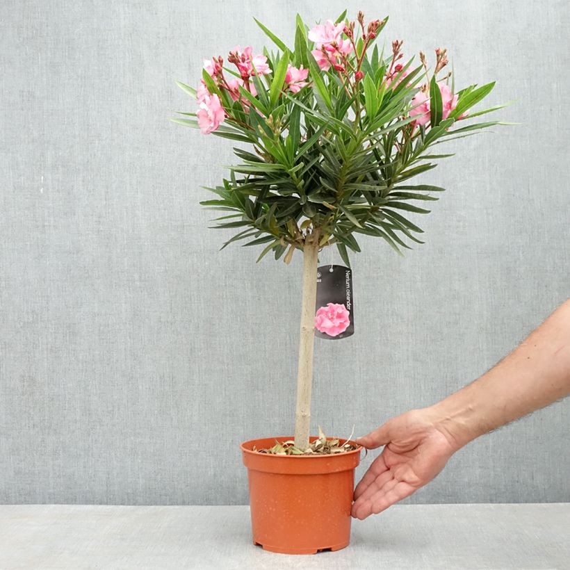 Nerium oleander - Rose Bay 2L/3L pot sample as delivered in spring