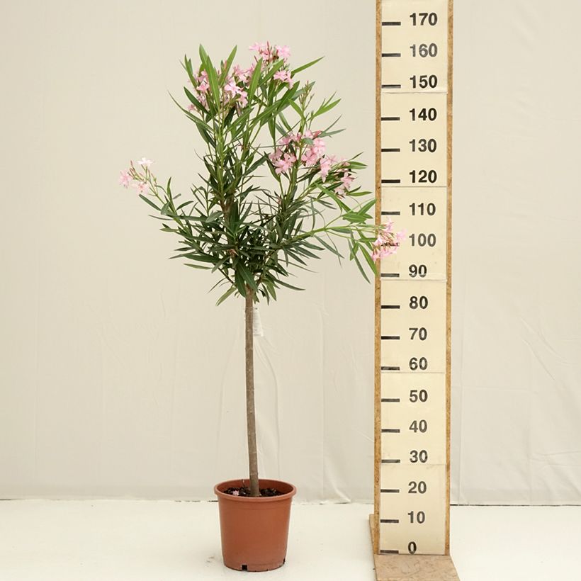 Nerium oleander - Rose Bay 7.5L/10L pot sample as delivered in spring