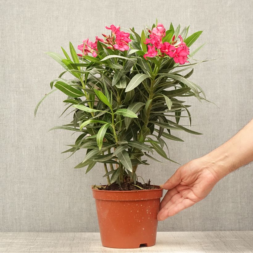 Nerium oleander Double Red 2L/3L pot sample as delivered in summer