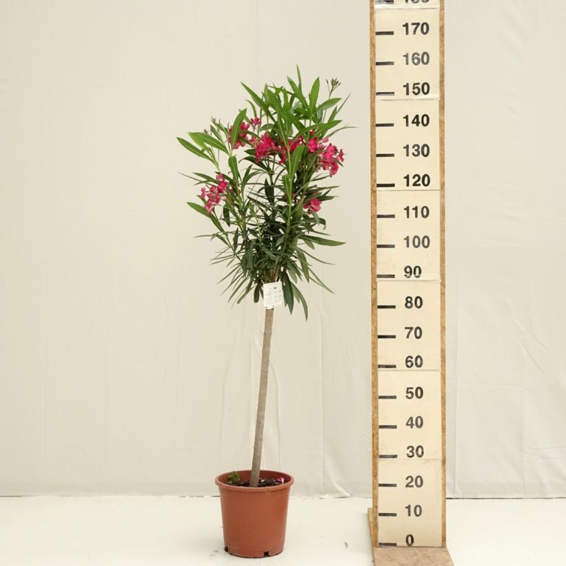 Rose Bay - Nerium oleander Red Single 2L/3L pot sample as delivered in spring