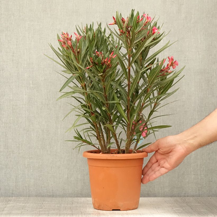 Nerium oleander Papa Gambetta 2L/3L pot sample as delivered in summer
